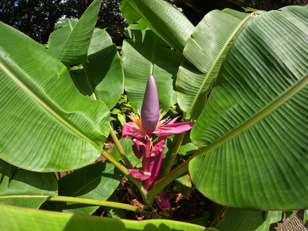 Mes petites adresses en&nbsp;Martinique
