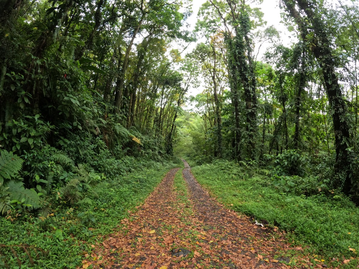 Jour 4 : 4×4 dans le Nord&nbsp;Martinique